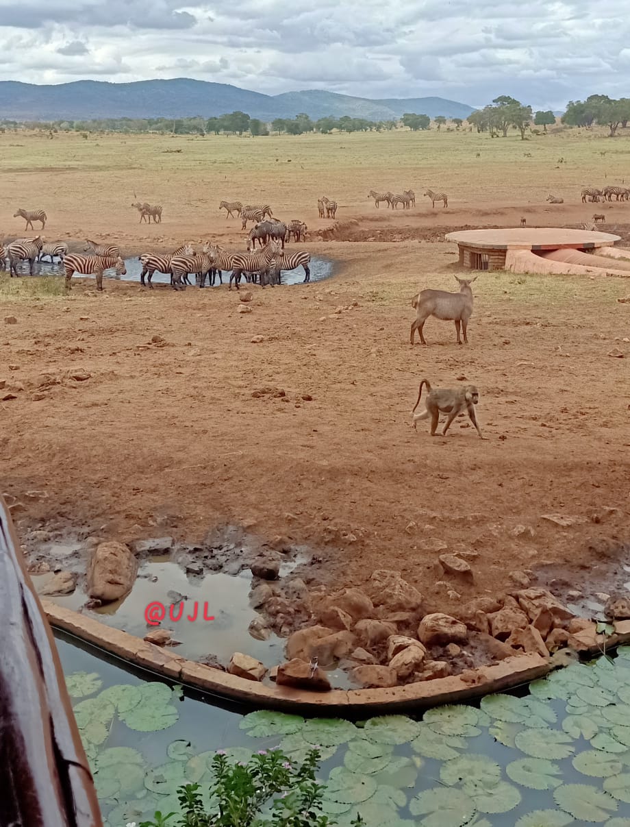 Wildlife safari Tsavo Kenya tour